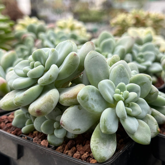 Sedum clavatum ‘Caviar’