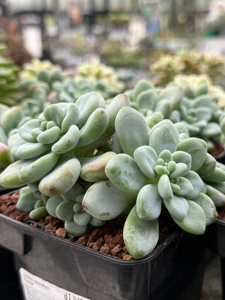 Sedum clavatum ‘Caviar’
