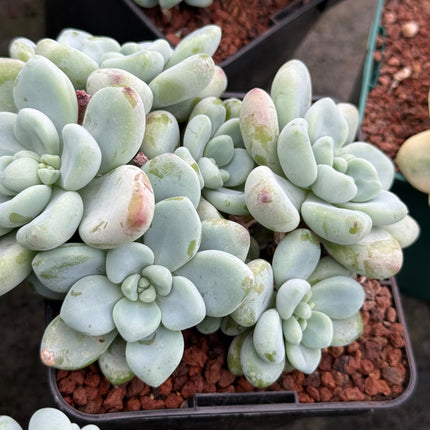Sedum clavatum ‘Caviar’