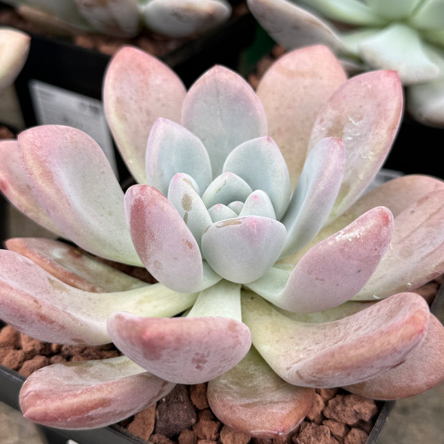 Pachyveria ‘Krakatoa’