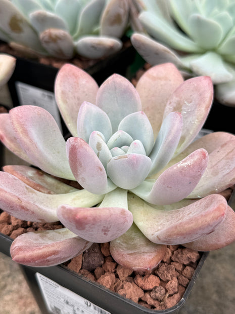 Pachyveria ‘Krakatoa’