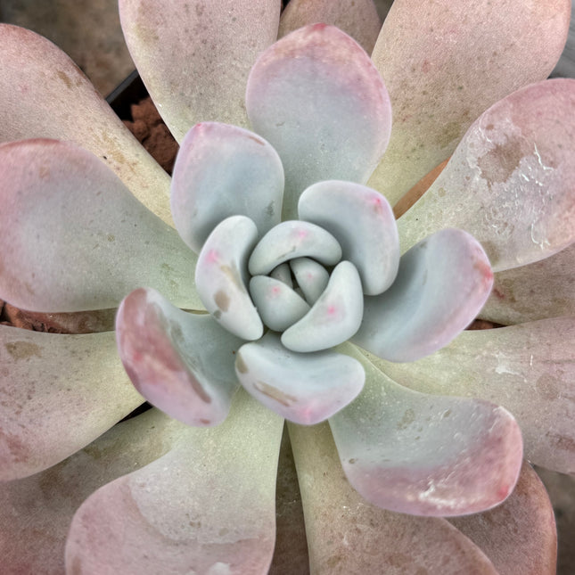 Pachyveria ‘Krakatoa’