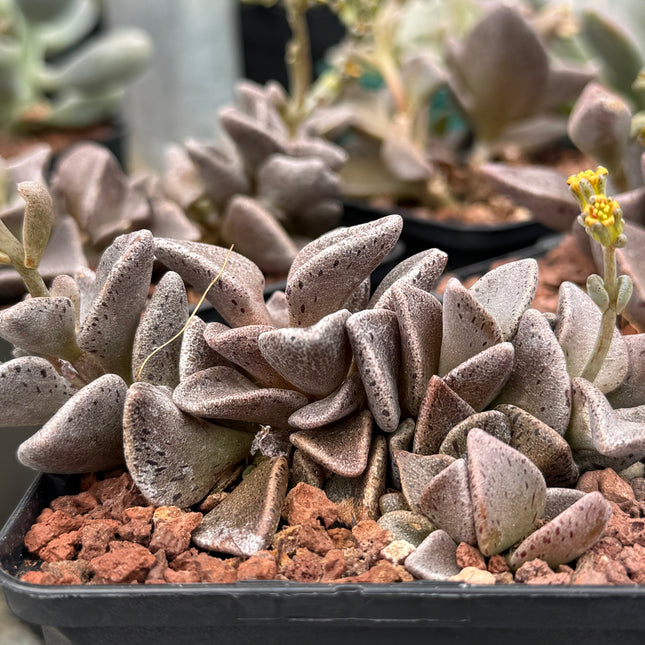 x Lenopetalum gutatum