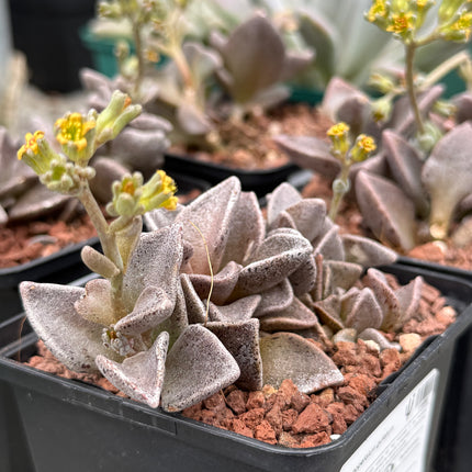 x Lenopetalum gutatum