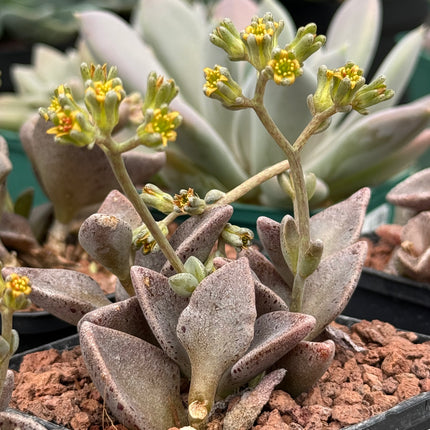 x Lenopetalum gutatum