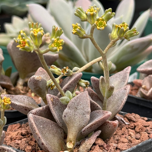 x Lenopetalum gutatum