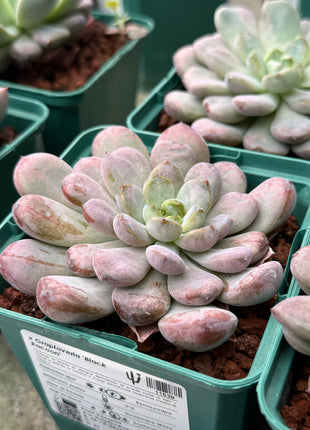 x Graptoveria 'Black Racoon'