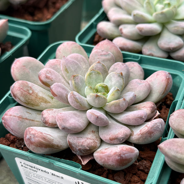 x Graptoveria ‘Black Racoon’