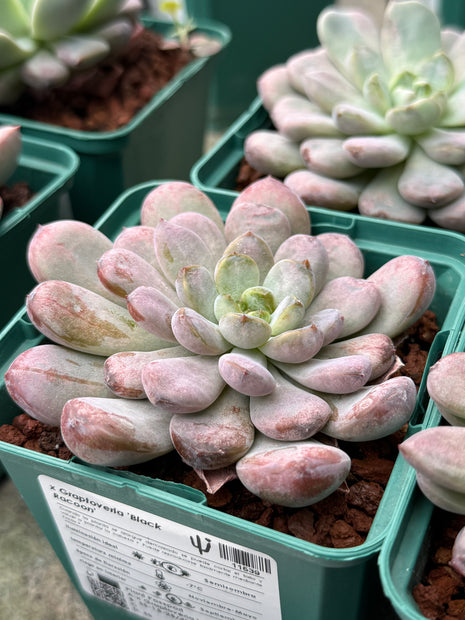 x Graptoveria ‘Black Racoon’