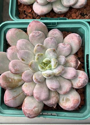 x Graptoveria 'Black Racoon'