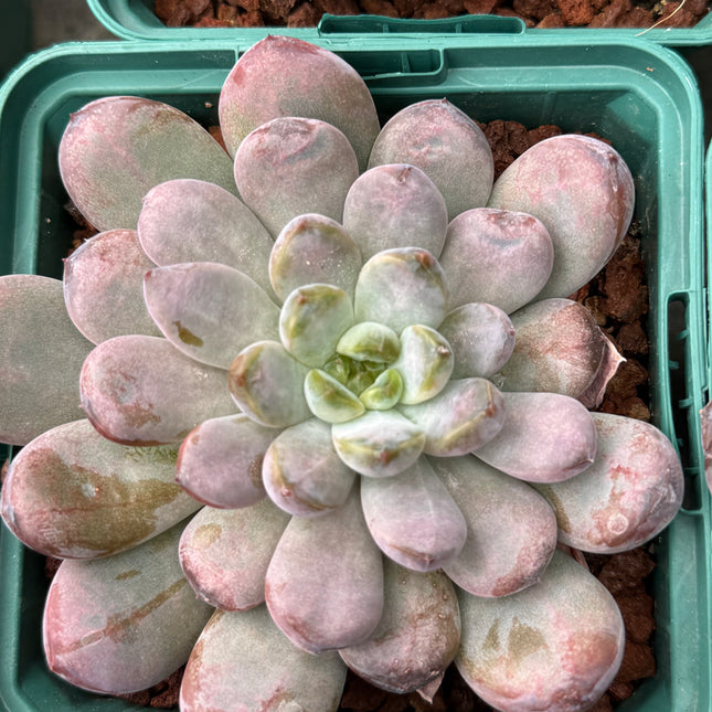 x Graptoveria ‘Black Racoon’