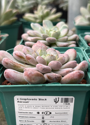 x Graptoveria 'Black Racoon'