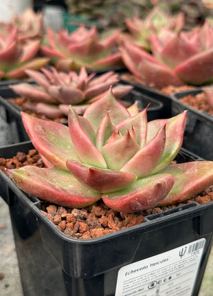 Echeveria 'Hercules'
