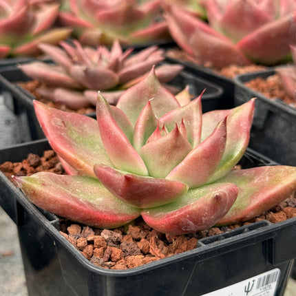 Echeveria ‘Hercules’