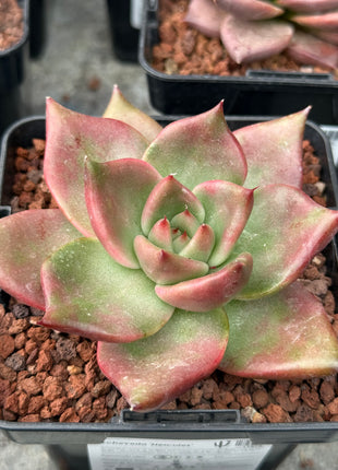 Echeveria 'Hercules'