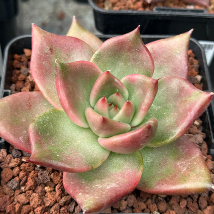Echeveria ‘Hercules’