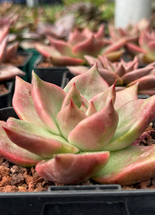Echeveria 'Hercules'