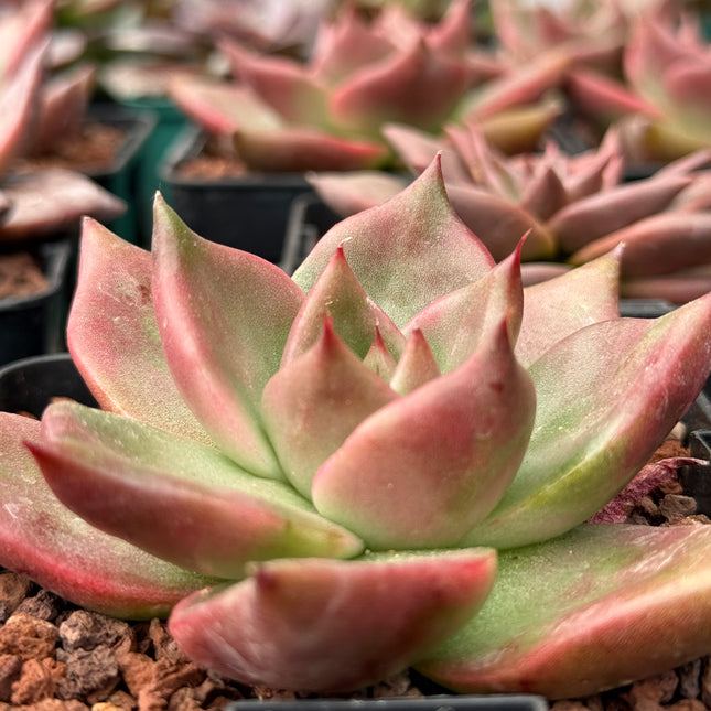 Echeveria ‘Hercules’