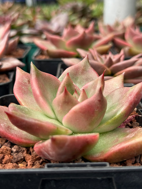 Echeveria ‘Hercules’