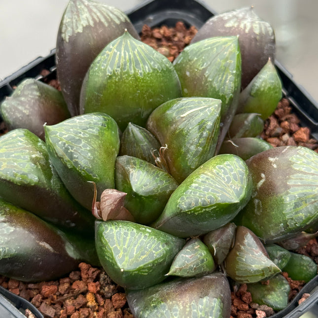 Haworthia ‘Maughanoides’