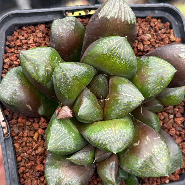 Haworthia ‘Maughanoides’