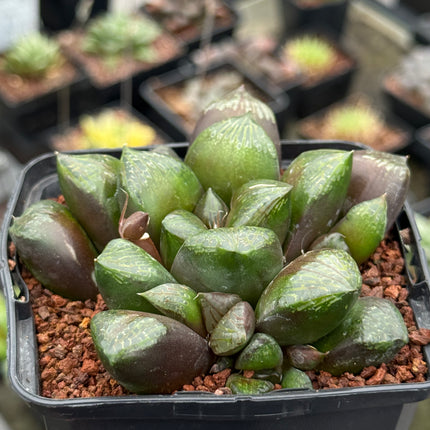 Haworthia ‘Maughanoides’