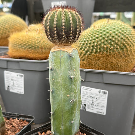 Uebelmania pectinifera injertada