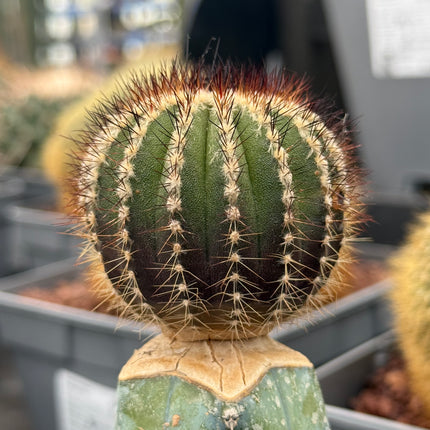 Uebelmania pectinifera injertada