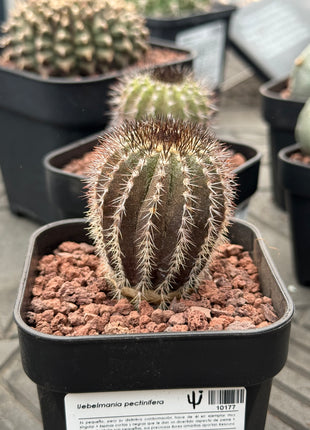 Uebelmannia pectinifera