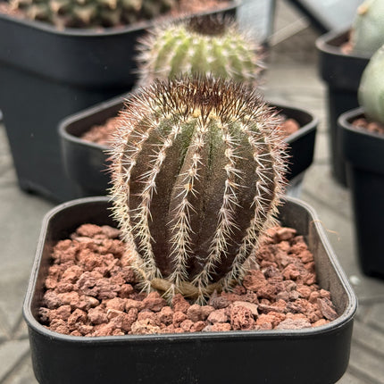 Uebelmannia pectinifera