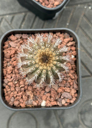 Uebelmannia pectinifera