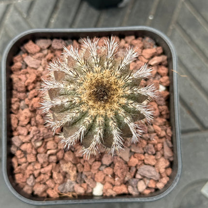 Uebelmannia pectinifera