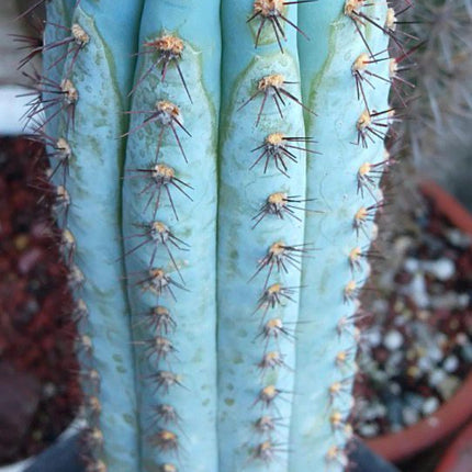 Cipocereus bradei