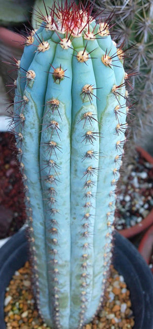 Cipocereus bradei