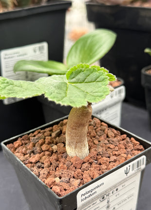 Pelargonium lobatum