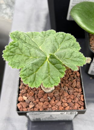 Pelargonium lobatum