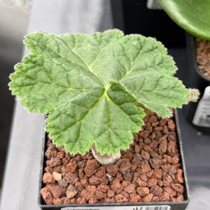 Pelargonium lobatum
