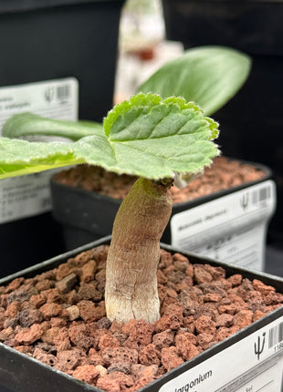Pelargonium lobatum