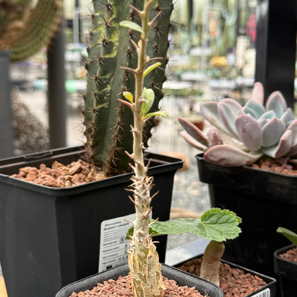 Sesamothamnus lugardii