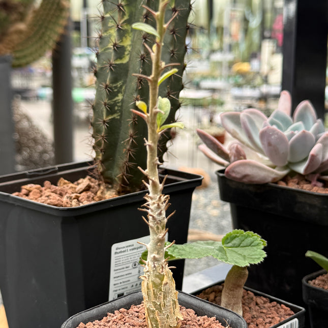 Sesamothamnus lugardii