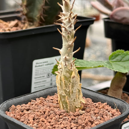 Sesamothamnus lugardii