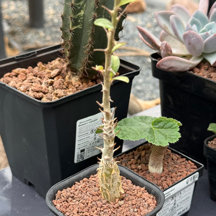 Sesamothamnus lugardii