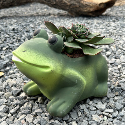 “Frog” Composition (In-Store Pickup)