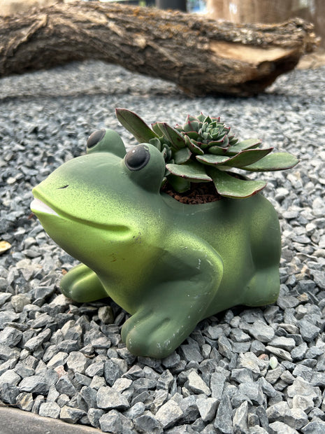 Komposition „Frosch“ (Abholung im Geschäft)