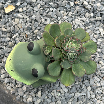 “Frog” Composition (In-Store Pickup)