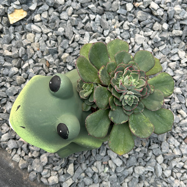 Composición “Rana” (Retiro en tienda)