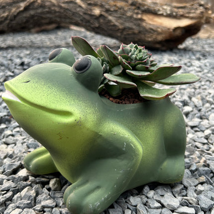 “Frog” Composition (In-Store Pickup)