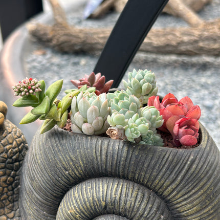 Composition “Caracol” (In-Store Pickup)