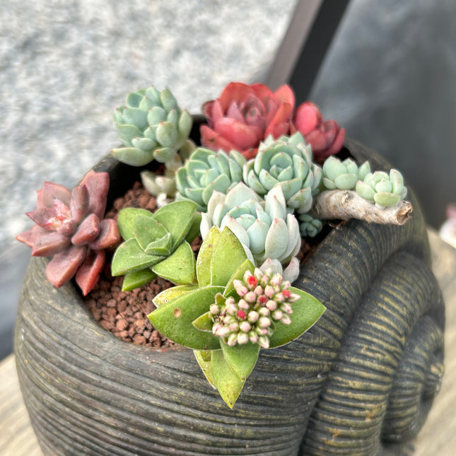 Composición “Caracol” (Retiro en Tienda)