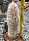 XL